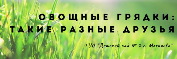 Проект «Овощные грядки: такие разные друзья»