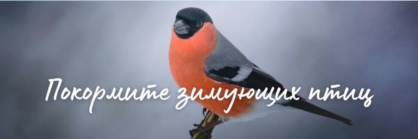 Покормите зимующих птиц