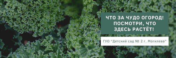 Что за чудо огород! Посмотри, что здесь растёт!